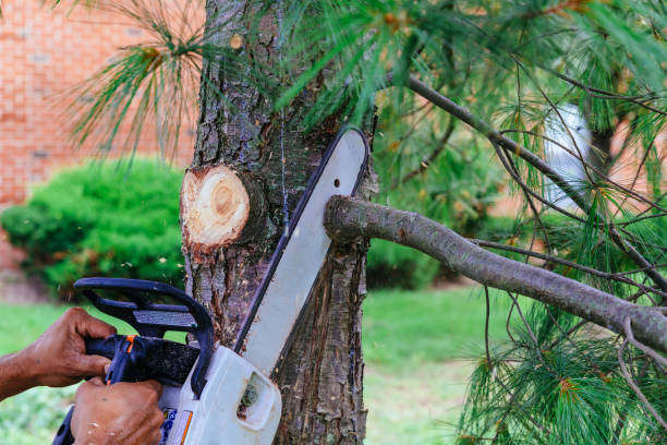 Best Tree Cabling and Bracing  in Montrose, NY
